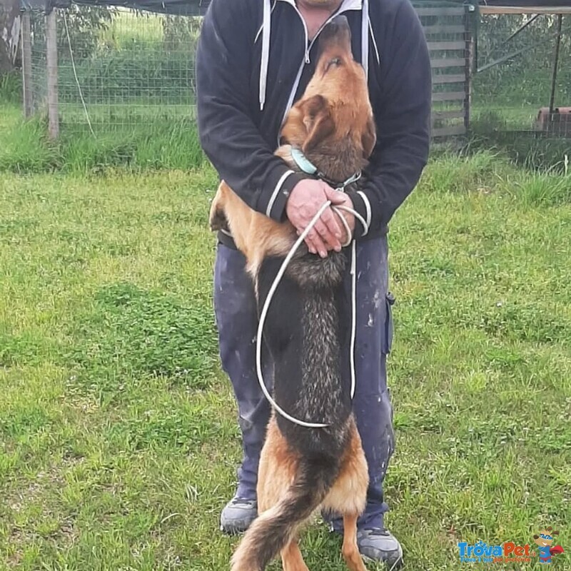 Luna Pastore Tedesco 20 mesi Cerca casa - in Adozione - Foto n. 2