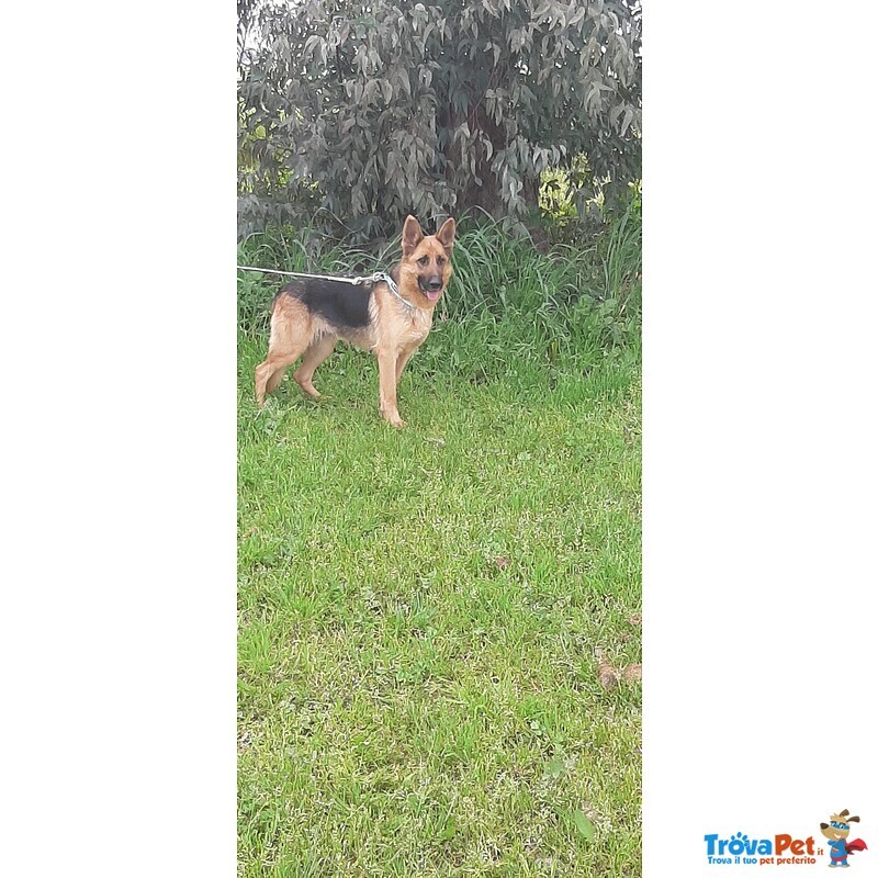Luna Pastore Tedesco 20 mesi Cerca casa - in Adozione - Foto n. 3