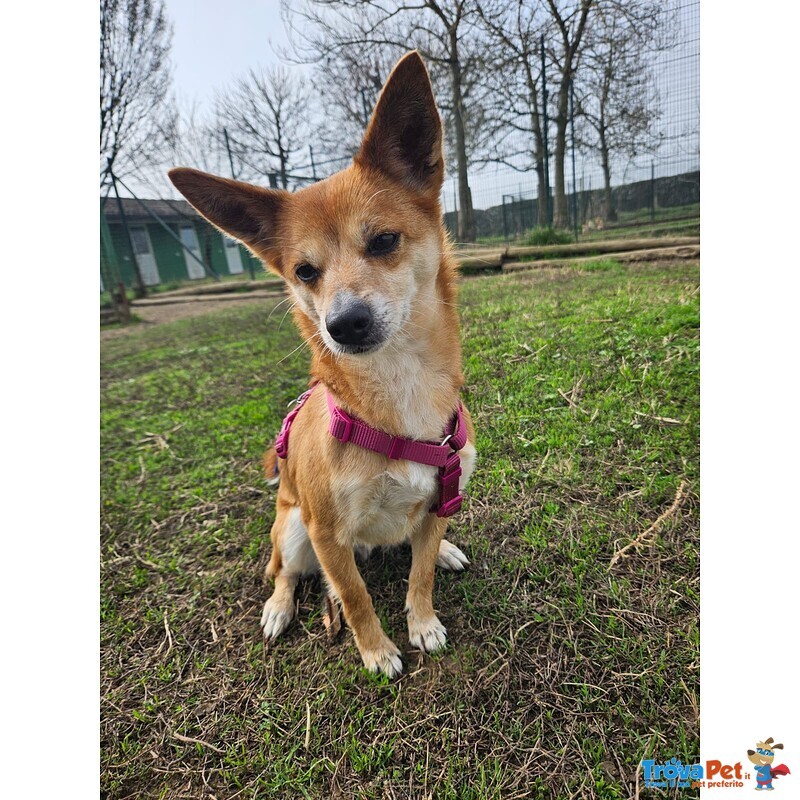 Bice Taglia Piccola - Foto n. 1