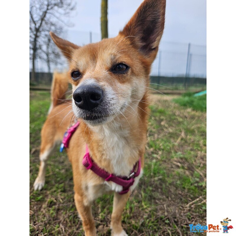 Bice Taglia Piccola - Foto n. 2