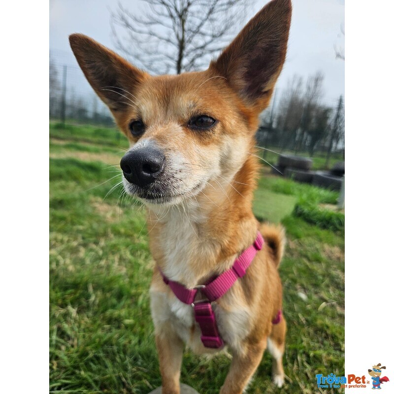 Bice Taglia Piccola - Foto n. 3