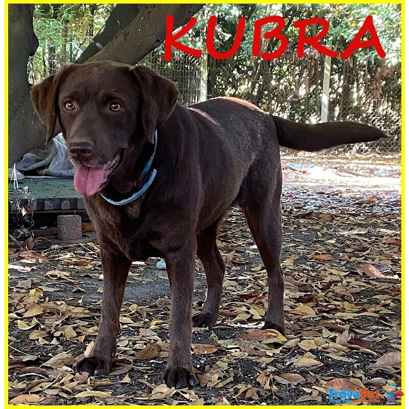 Kubra Stupenda Labrador 4 anni Cieca - Foto n. 1
