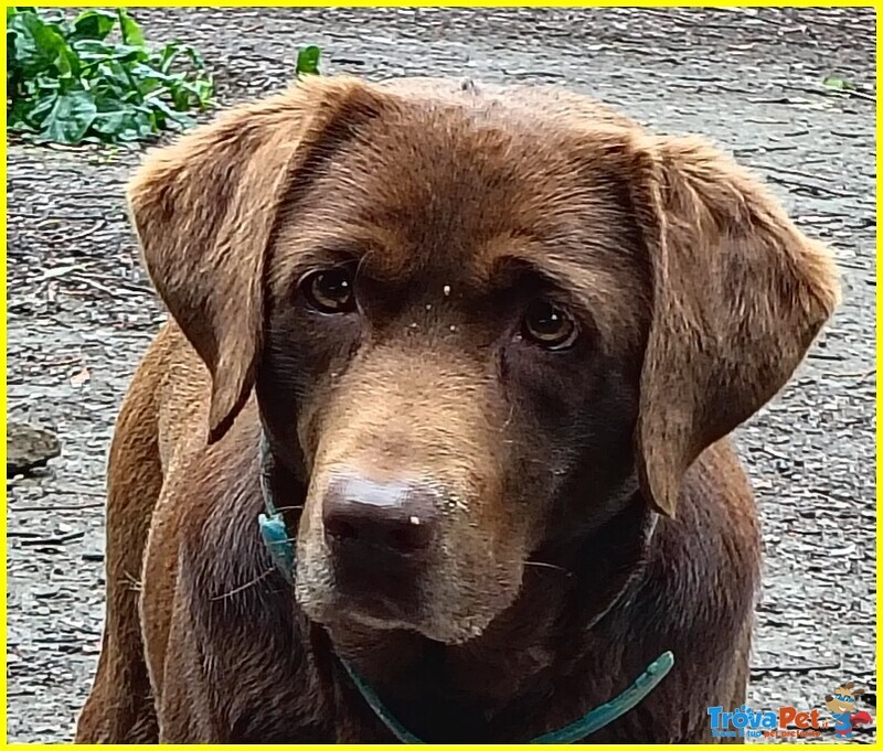 Kubra Stupenda Labrador 4 anni Cieca - Foto n. 2