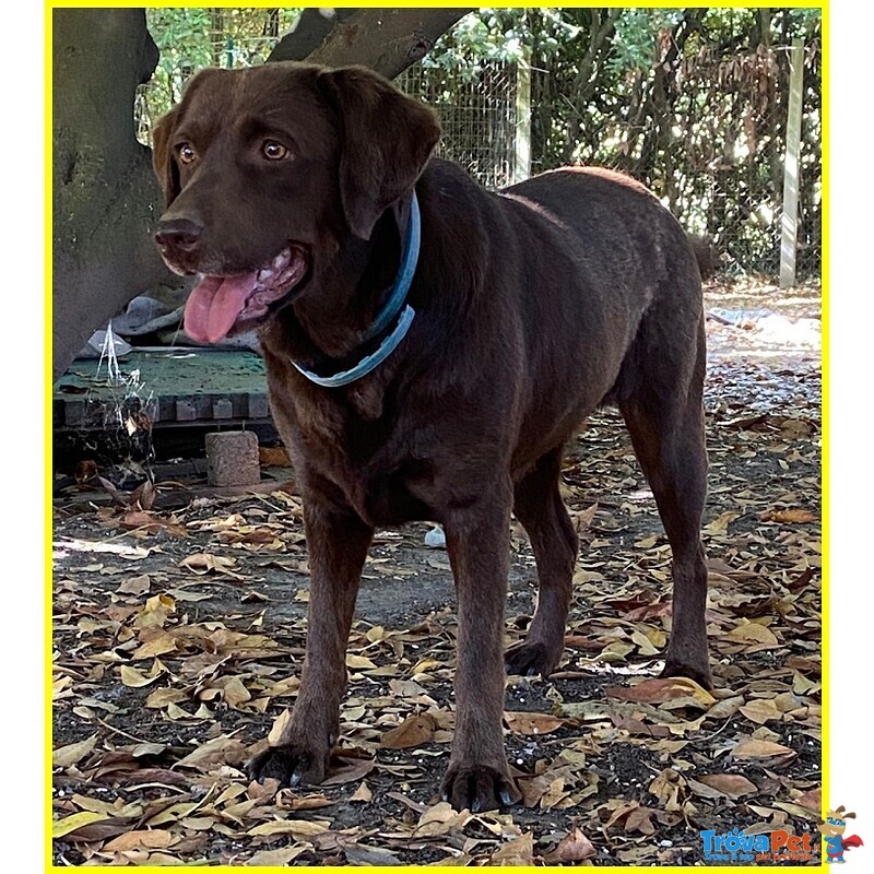 Kubra Stupenda Labrador 4 anni Cieca - Foto n. 3