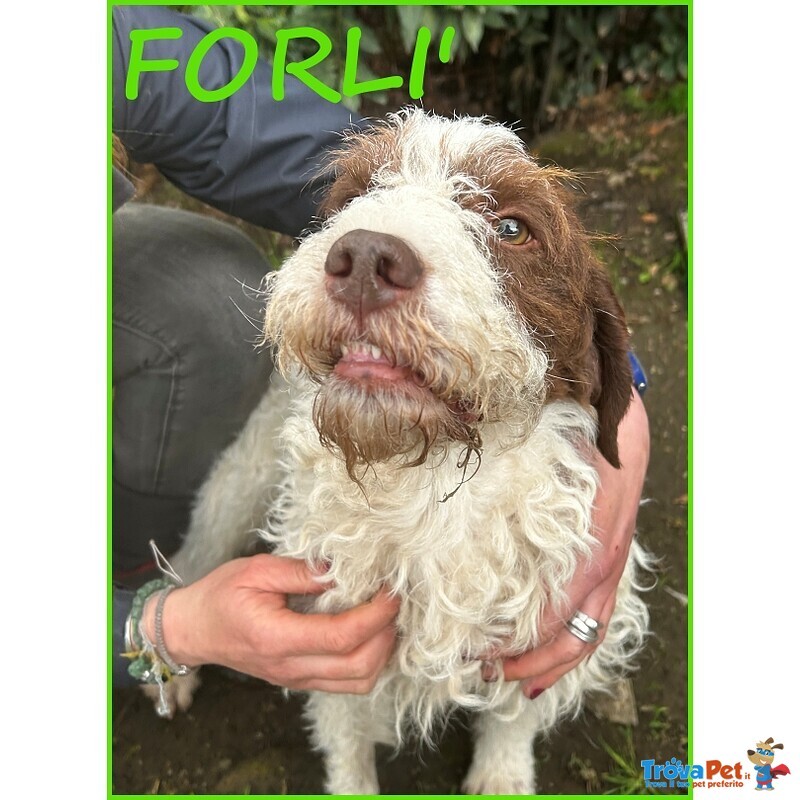 Forli Lagottino 2 anni con una Brutta Patologia - Foto n. 1