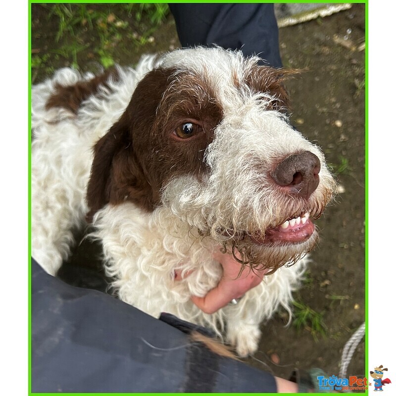 Forli Lagottino 2 anni con una Brutta Patologia - Foto n. 2