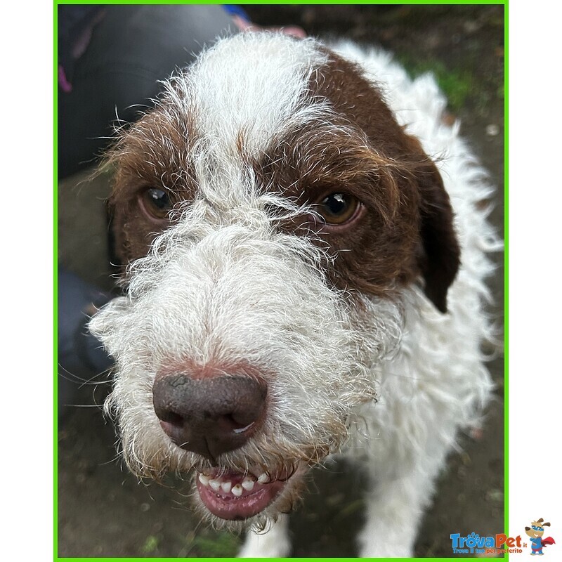 Forli Lagottino 2 anni con una Brutta Patologia - Foto n. 3