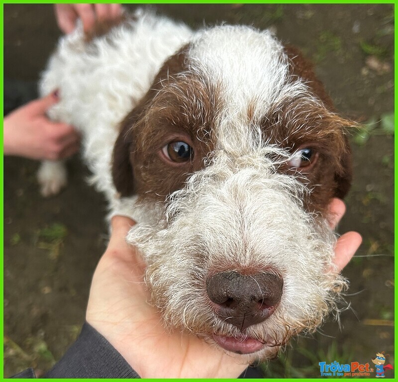 Forli Lagottino 2 anni con una Brutta Patologia - Foto n. 4