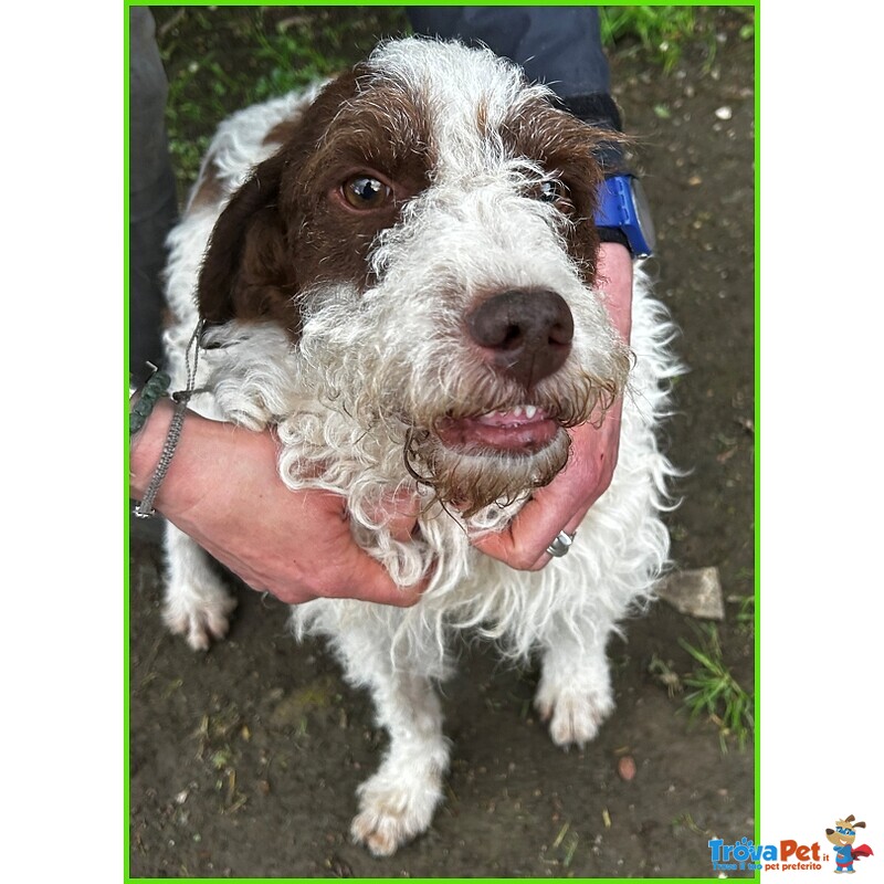 Forli Lagottino 2 anni con una Brutta Patologia - Foto n. 5