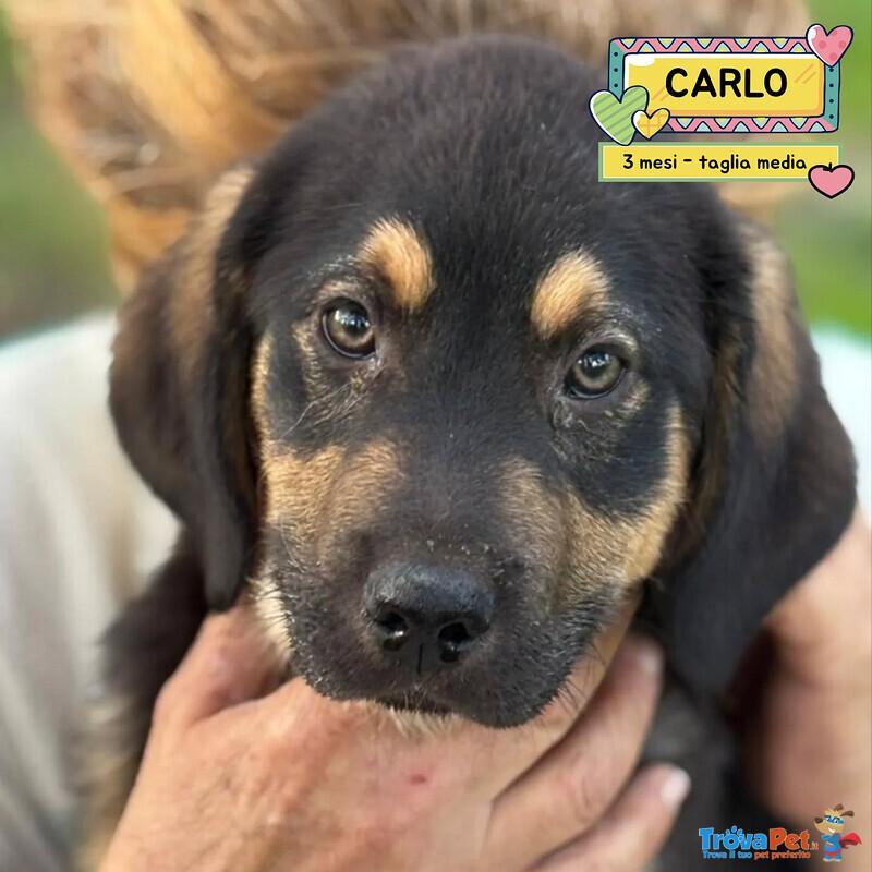 Carlo Dolce Cucciolo 3 mesi Cerca casa - Futura Taglia Media - in Adozione - Foto n. 1