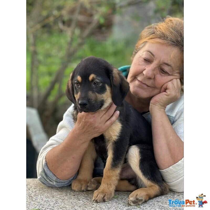 Carlo Dolce Cucciolo 3 mesi Cerca casa - Futura Taglia Media - in Adozione - Foto n. 2