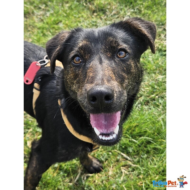 Lilia Taglia Piccola - Foto n. 1