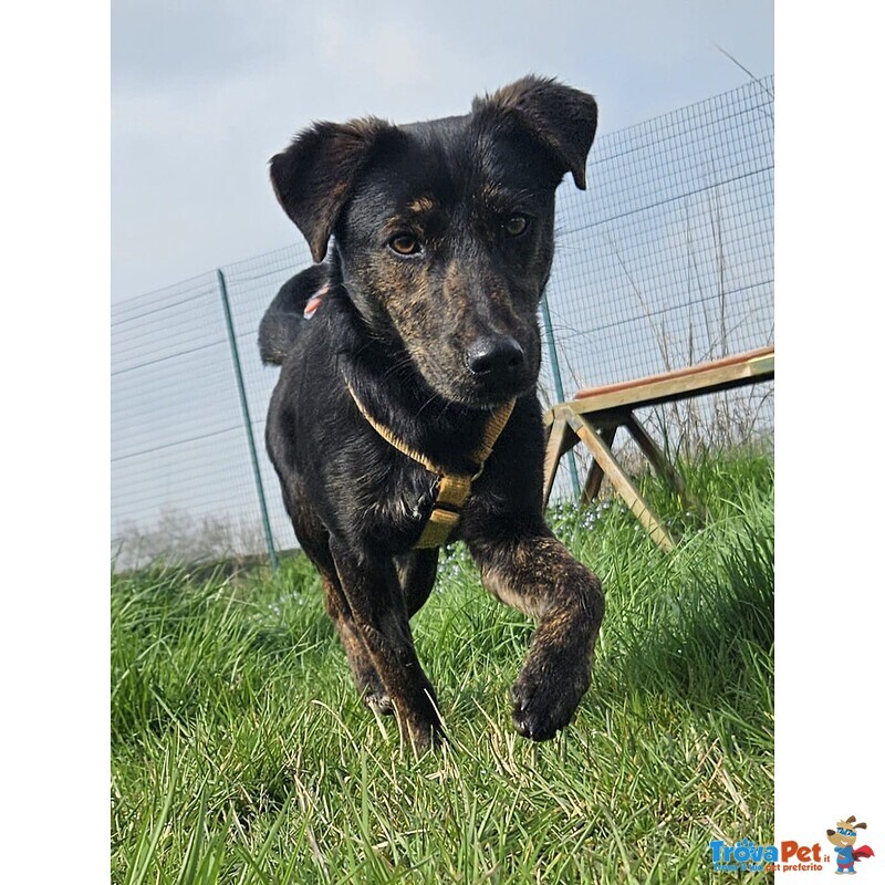 Lilia Taglia Piccola - Foto n. 2