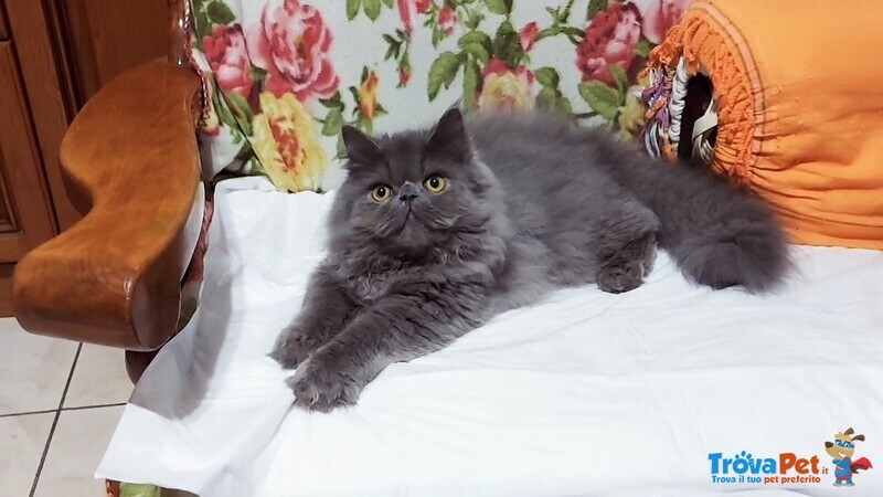 Cucciolo Maschio di Persiano - Foto n. 1