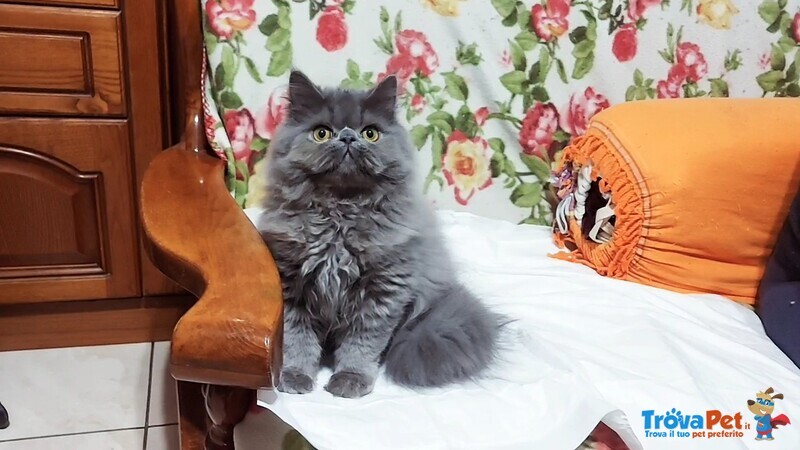 Cucciolo Maschio di Persiano - Foto n. 2