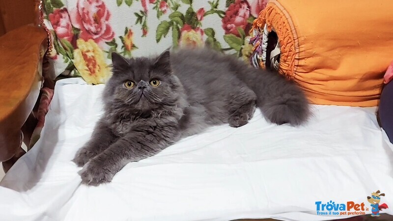 Cucciolo Maschio di Persiano - Foto n. 3