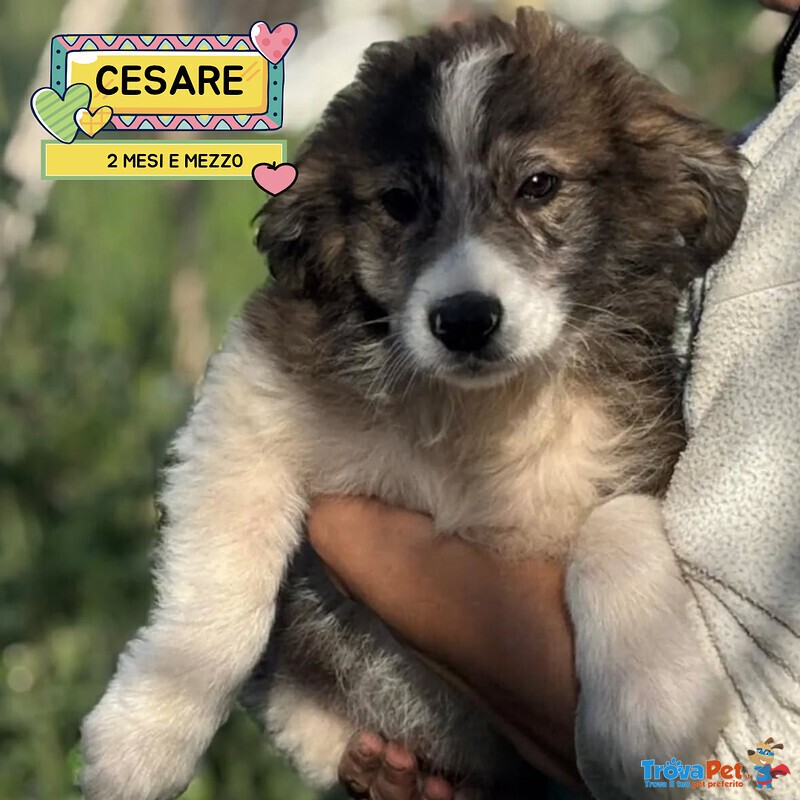 Cesare - Cucciolo 2 mesi e Mezzo Cerca casa - in Adozione - Foto n. 1