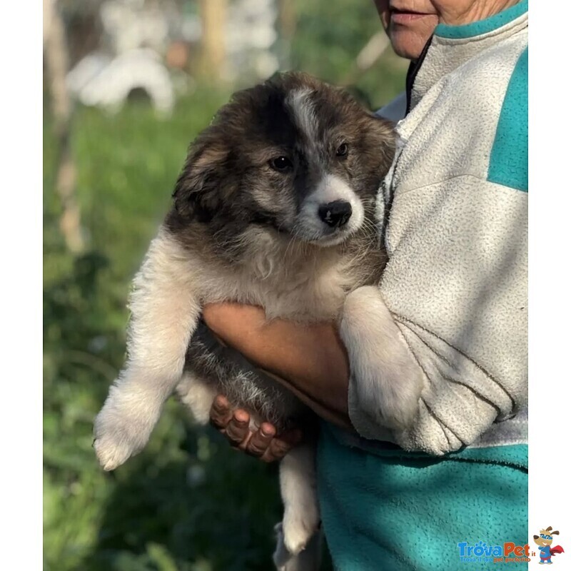 Cesare - Cucciolo 2 mesi e Mezzo Cerca casa - in Adozione - Foto n. 2