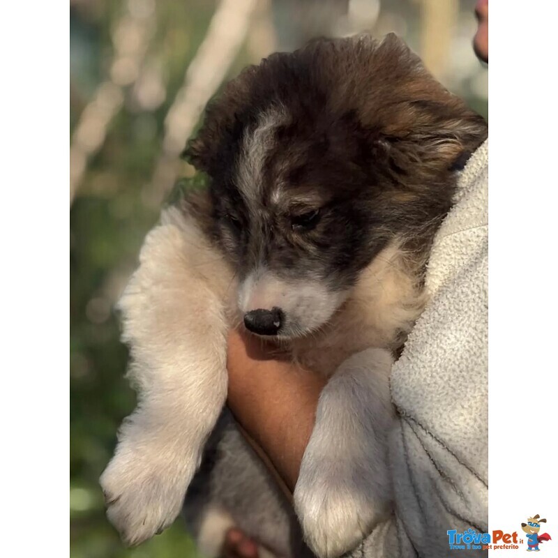 Cesare - Cucciolo 2 mesi e Mezzo Cerca casa - in Adozione - Foto n. 3