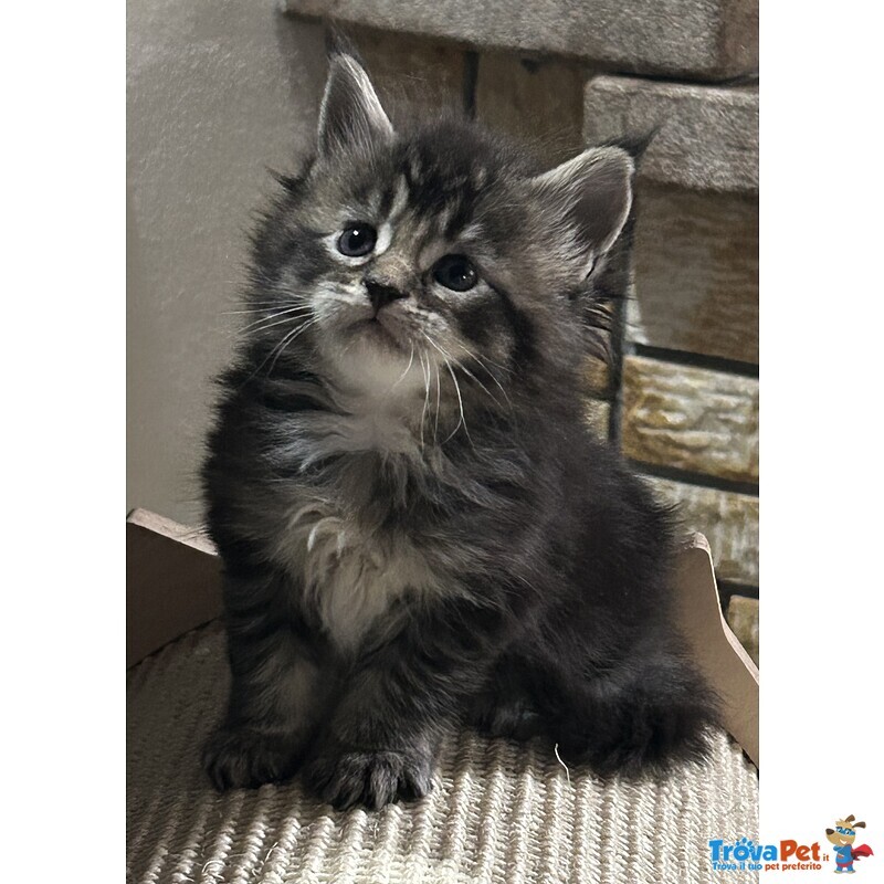 Maine Coon - Foto n. 1