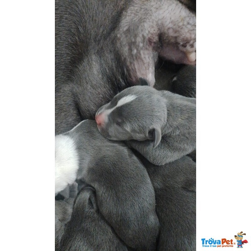 Cuccioli Amstaff blu a bari in Puglia - Foto n. 3