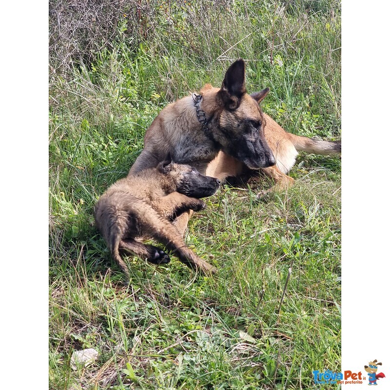 Pastore Belga Malinois Allevamento e Cuccioli in Puglia Campania Basilicata Calabria - Foto n. 1