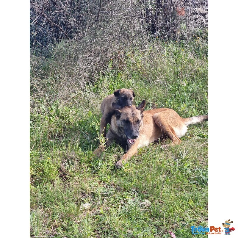 Pastore Belga Malinois Allevamento e Cuccioli in Puglia Campania Basilicata Calabria - Foto n. 2