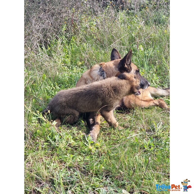 Pastore Belga Malinois Allevamento e Cuccioli in Puglia Campania Basilicata Calabria - Foto n. 3