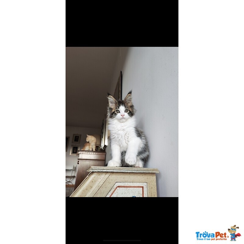 2 Meravigliosi Cuccioli di Maine Coon - Foto n. 1