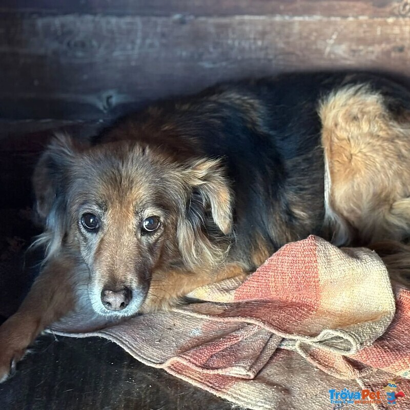 Hope 8 anni Cerca casa - Adozione del Cuore Cagnolina Taglia Piccola - Foto n. 1