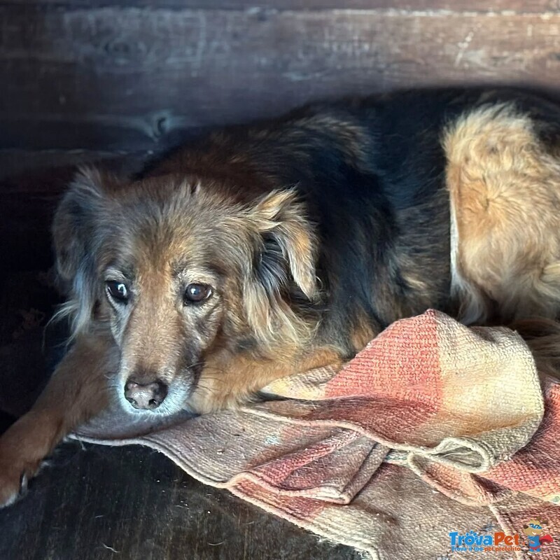 Hope 8 anni Cerca casa - Adozione del Cuore Cagnolina Taglia Piccola - Foto n. 2