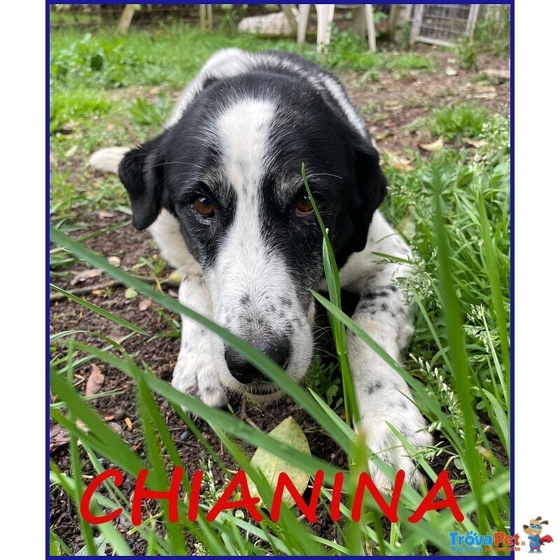 Chianina 12 anni in Gabbia Sogna una Famiglia - Foto n. 1