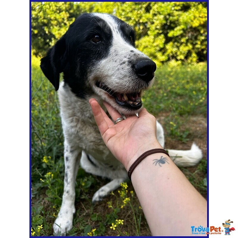 Chianina 12 anni in Gabbia Sogna una Famiglia - Foto n. 2