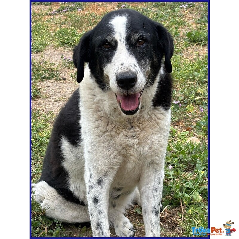 Chianina 12 anni in Gabbia Sogna una Famiglia - Foto n. 3