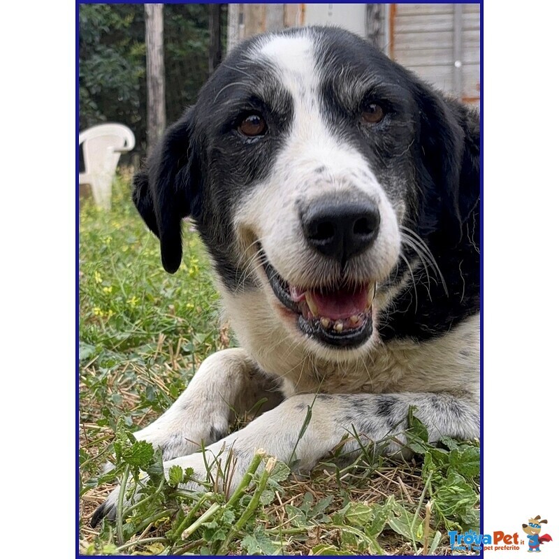 Chianina 12 anni in Gabbia Sogna una Famiglia - Foto n. 4