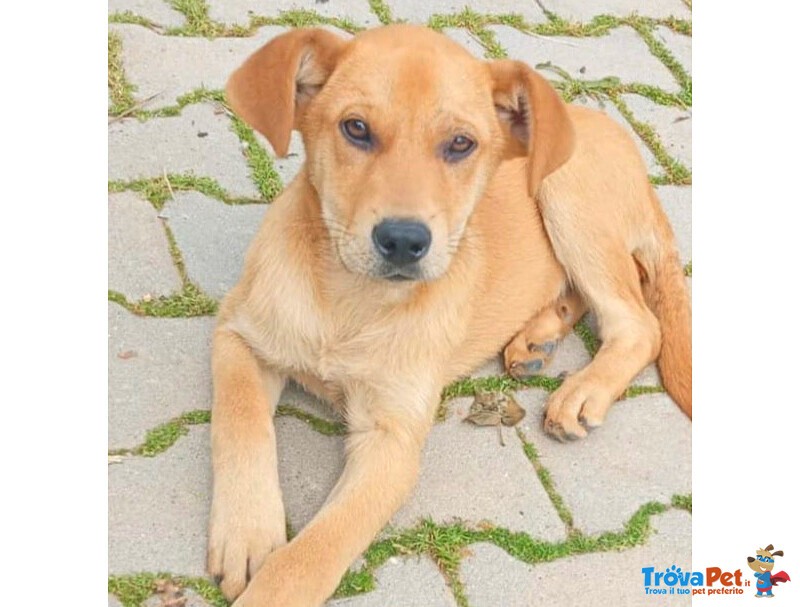 Miele Cucciolo Dolcissimo di 4 mesi Cerca Casa - Foto n. 2