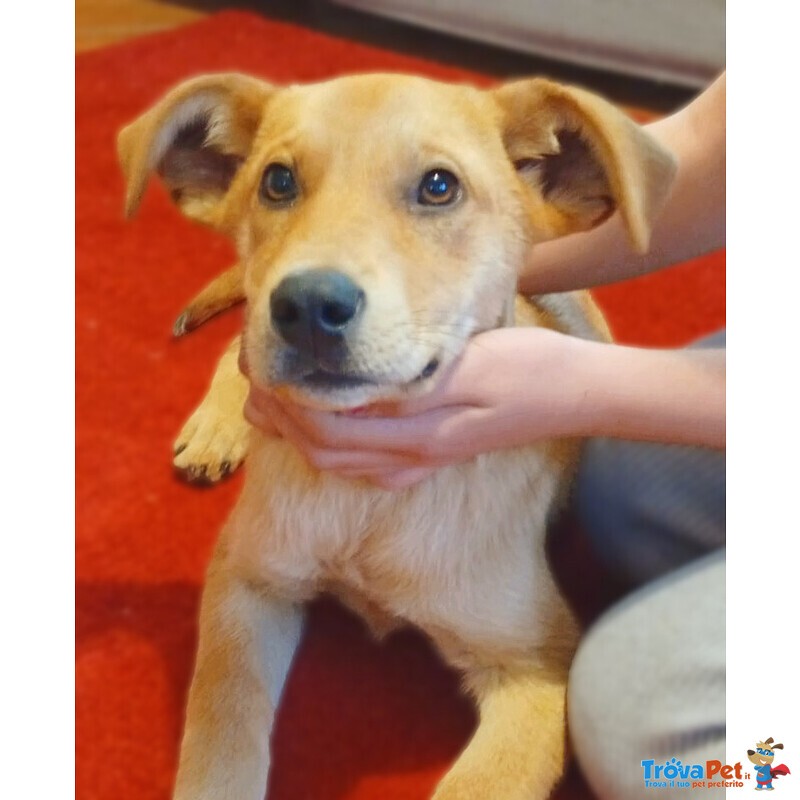 Miele Cucciolo Dolcissimo di 4 mesi Cerca Casa - Foto n. 3