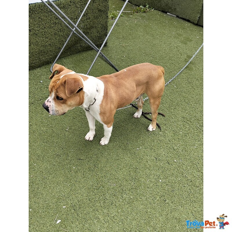 Cagnolino Cerca Urgente Adozione - Foto n. 3