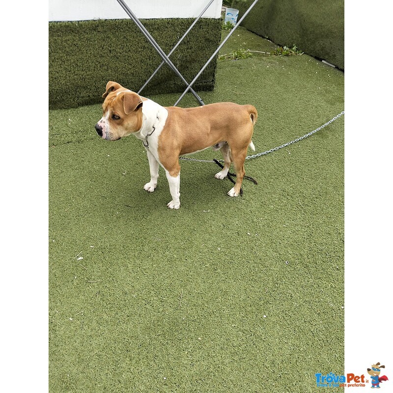 Cagnolino Cerca Urgente Adozione - Foto n. 4