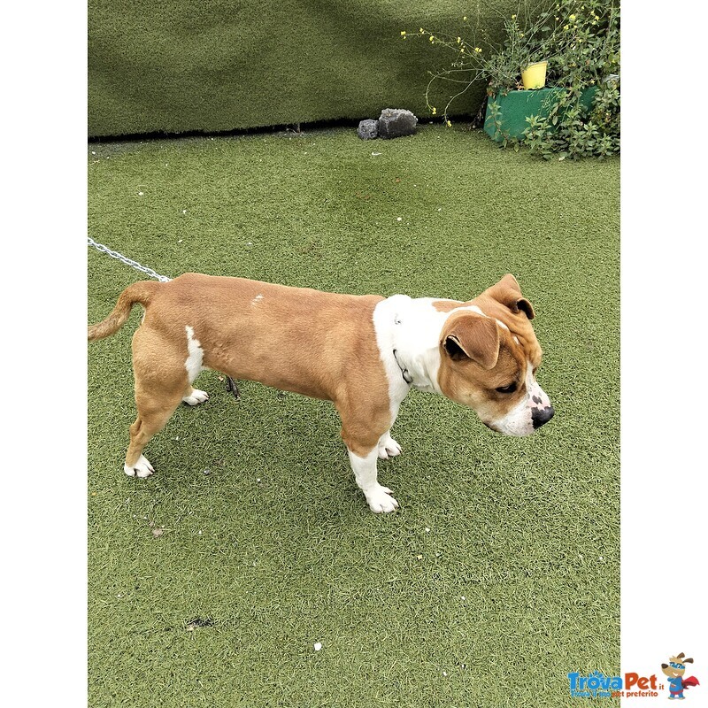 Cagnolino Cerca Urgente Adozione - Foto n. 5