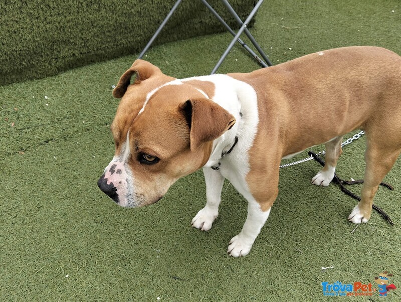 Cagnolino Cerca Urgente Adozione - Foto n. 6