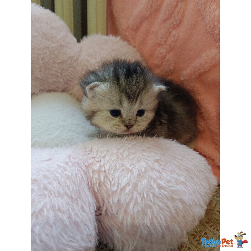 British Shorthair e Scottish Straight Cuccioli - Foto n. 3