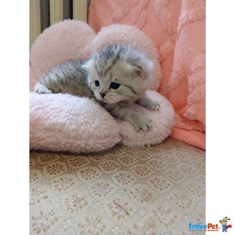 British Shorthair e Scottish Straight Cuccioli - Foto n. 1