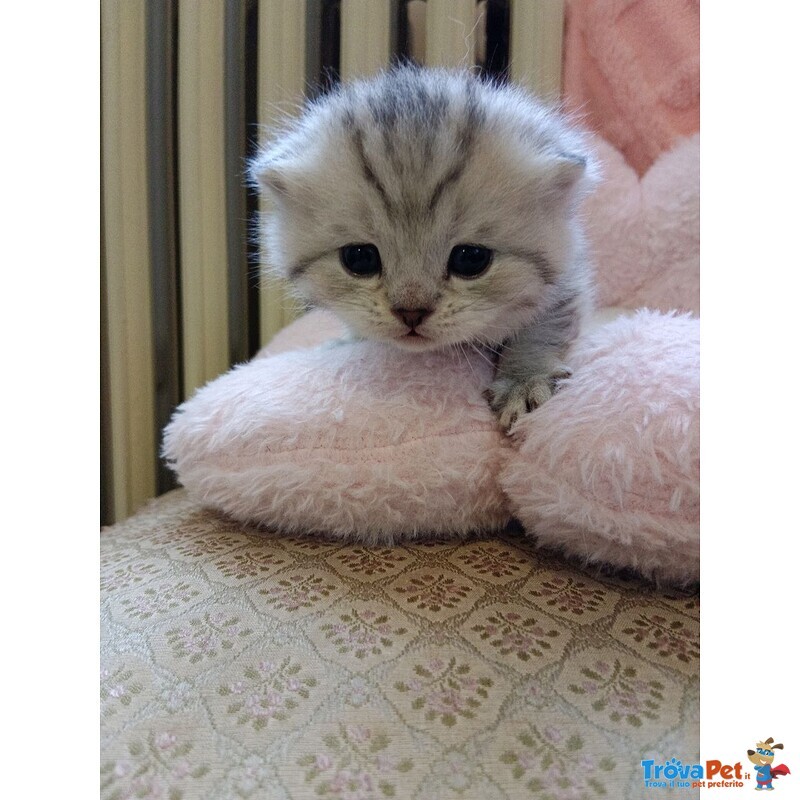 British Shorthair e Scottish Straight Cuccioli - Foto n. 4