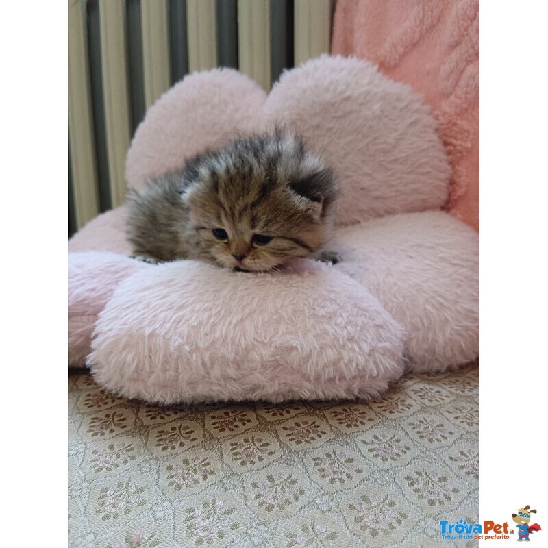 British Shorthair e Scottish Straight Cuccioli - Foto n. 5
