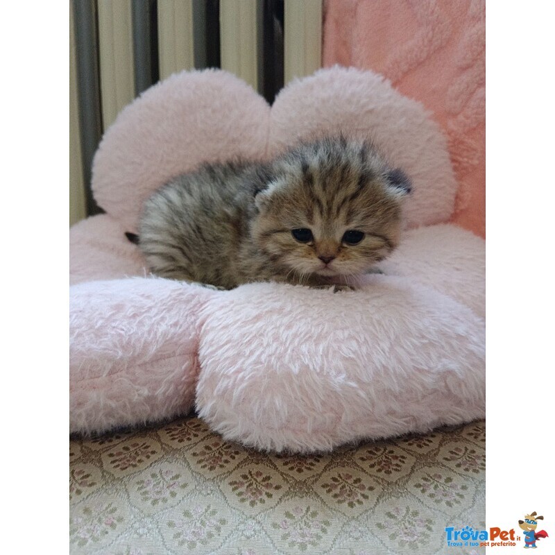 British Shorthair e Scottish Straight Cuccioli - Foto n. 6