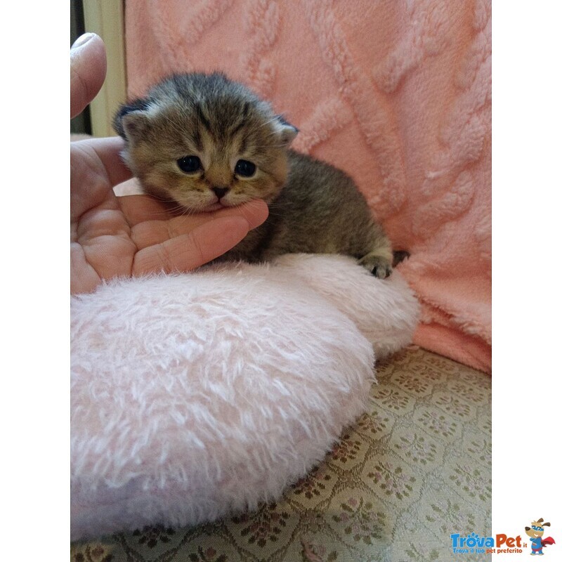 British Shorthair e Scottish Straight Cuccioli - Foto n. 7