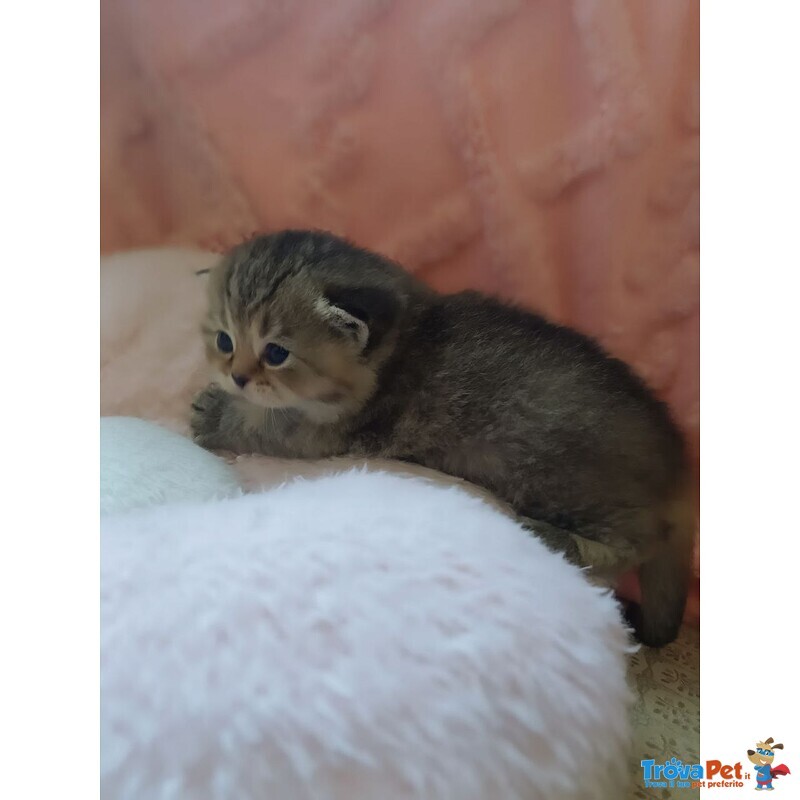 British Shorthair e Scottish Straight Cuccioli - Foto n. 8
