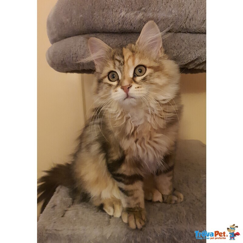 Cuccioli Gattini Siberiani Pedigree -italia - Foto n. 2
