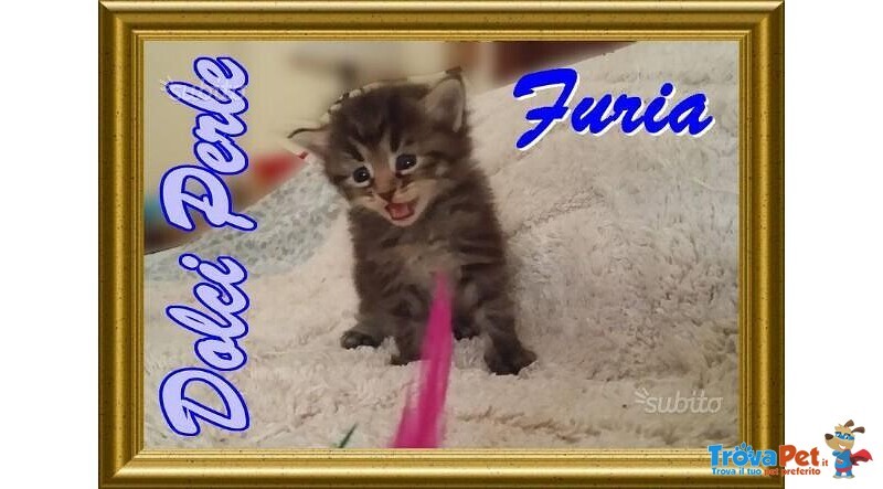 Cuccioli Gattini Siberiani Pedigree -italia - Foto n. 1